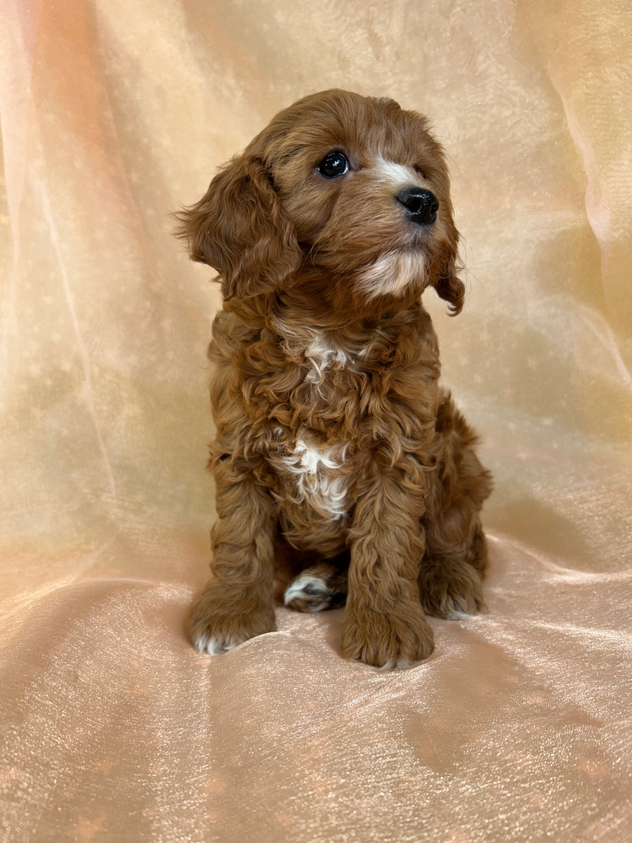 Female Cockapoo Puppy for Sale in Iowa DOB 11-15-2025 $950